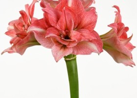 hippeastrum Balance (1)